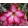 Adenium obesum Anouk - Sivatagi rózsa