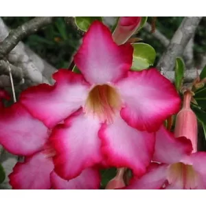 Adenium obesum Anouk - Sivatagi rózsa