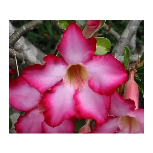 Adenium obesum Anouk - Sivatagi rózsa