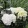 Hydrangea macrophylla Black Steel White Ball - Kerti hortenzia