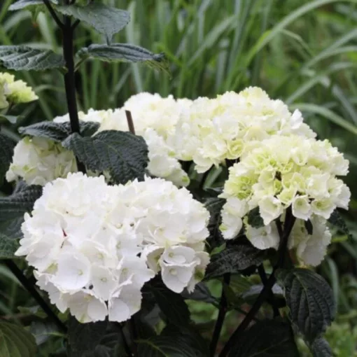 Hydrangea macrophylla Black Steel White Ball - Kerti hortenzia