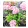Hydrangea macrophylla Black Steel Flamingo - Kerti hortenzia