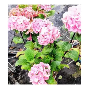 Hydrangea macrophylla Black Steel Flamingo - Kerti hortenzia