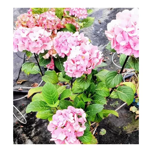 Hydrangea macrophylla Black Steel Flamingo - Kerti hortenzia