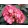 Hydrangea macrophylla Hovaria Ripple - Kerti hortenzia