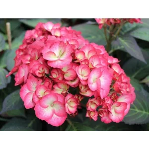 Hydrangea macrophylla Hovaria Ripple - Kerti hortenzia