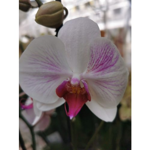 Phalaenopsis 'Denver'