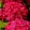 Hydrangea macrophylla Early Red - Kerti hortenzia