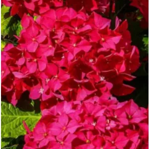 Hydrangea macrophylla Early Red - Kerti hortenzia