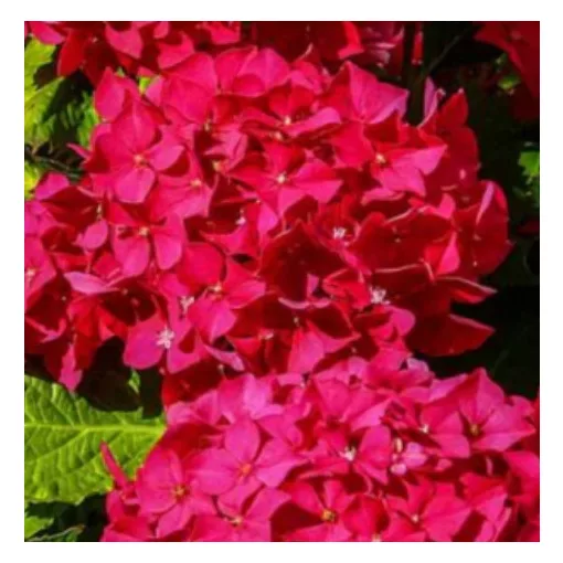 Hydrangea macrophylla Early Red - Kerti hortenzia