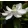 Magnolia grandiflora Little Gem (p21) - Örökzöld magnólia