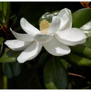   Magnolia grandiflora Little Gem (p21) - Örökzöld magnólia