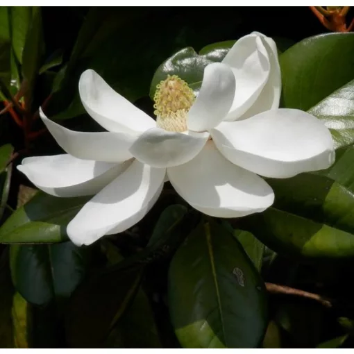 Magnolia grandiflora Little Gem (p21) - Örökzöld magnólia