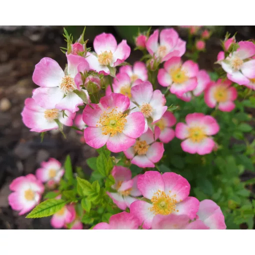 Rosa Cutie Pie - Talajtakaró rózsa