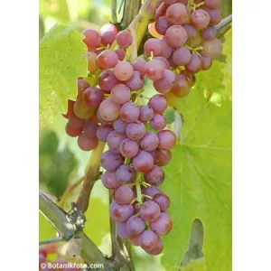 Vitis Vanessa - Magnélküli szőlő