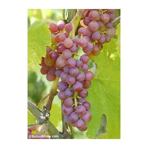 Vitis Vanessa - Magnélküli szőlő