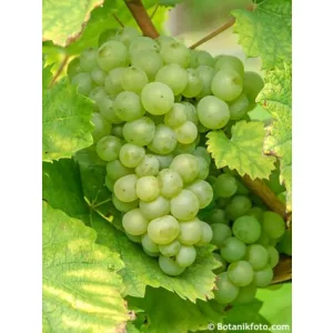 Vitis Himros - Magnélküli szőlő