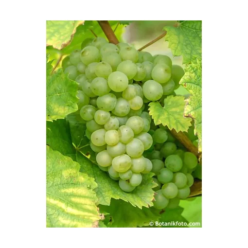 Vitis Himros - Magnélküli szőlő