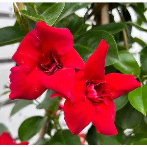 Dipladenia Double Red - Tölcsérjázmin (p17)