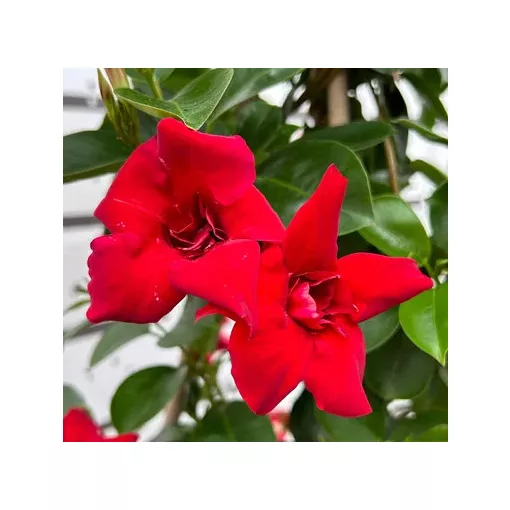 Dipladenia Double Red - Tölcsérjázmin (p17)