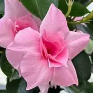 Dipladenia Double Pink - Tölcsérjázmin (p17)