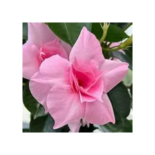 Dipladenia Double Pink - Tölcsérjázmin (p17)