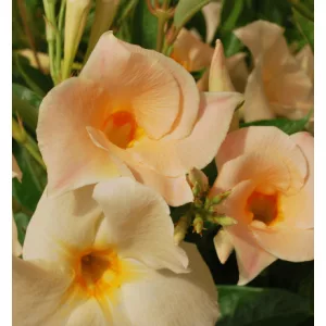 Mandevilla Apricot - Tölcsérjázmin (p17)