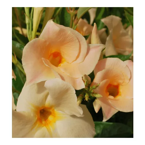 Mandevilla Apricot - Tölcsérjázmin (p17)