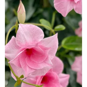 Mandevilla Double Pink - Tölcsérjázmin (p17)