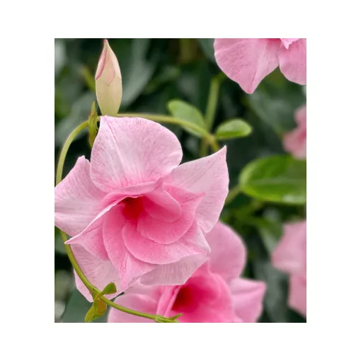 Mandevilla Double Pink - Tölcsérjázmin (p17)