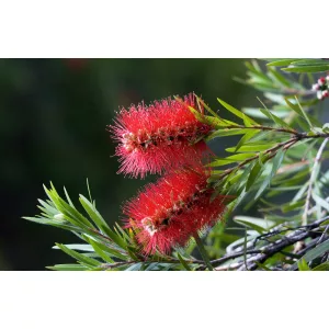 Callistemon citrinus - Kefevirág (p17)
