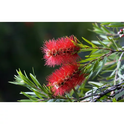 Callistemon citrinus - Kefevirág (p17)