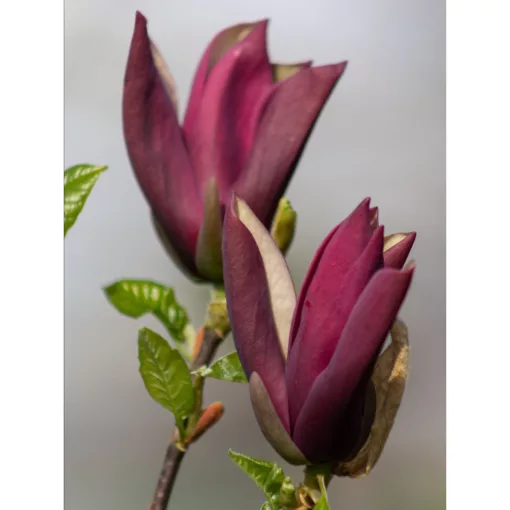 Magnolia Black Beauty - Magnólia (p17)