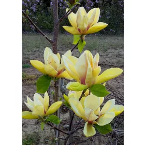 Magnolia Sunsation - Magnólia (p23)