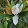 Magnolia grandiflora Gallisoniensis (p30) - Örökzöld magnólia