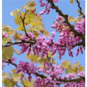 Cercis siliquastrum - Közönséges júdásfa
