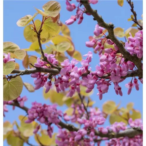 Cercis siliquastrum - Közönséges júdásfa