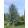 Cedrus atlantica Glauca - Atlasz cédrus