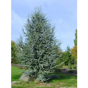 Cedrus atlantica Glauca - Atlasz cédrus