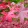 Liquidambar styraciflua - Amerikai ámbrafa