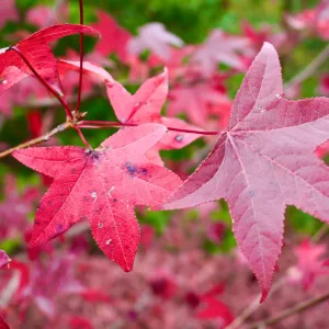Liquidambar styraciflua - Amerikai ámbrafa