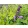 Salvia guarantica Black and Lavender - Ánizs illatú zsálya