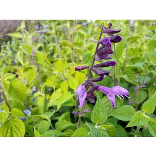 Salvia guarantica Black and Lavender - Ánizs illatú zsálya