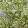 Ceanothus impressus Cool Blue - Táskavirág