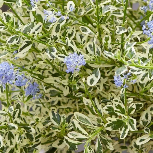 Ceanothus impressus Cool Blue - Táskavirág