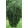 Cephalotaxus harringtonia Fastigiata - Oszlopos áltiszafa