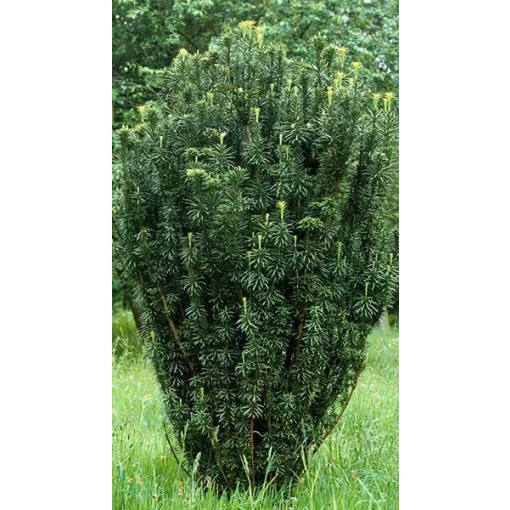 Cephalotaxus harringtonia Fastigiata - Oszlopos áltiszafa