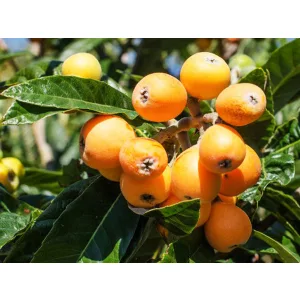 Eriobotrya japonica - Japán naspolya