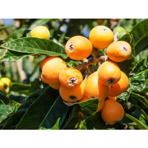 Eriobotrya japonica - Japán naspolya