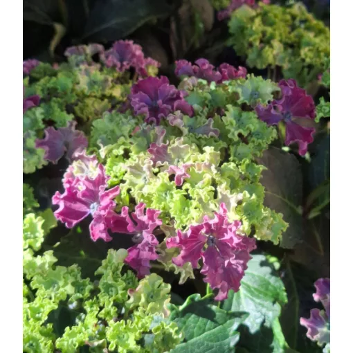 Hydrangea macrophylla Royalty Curly Sparkle - Kerti hortenza